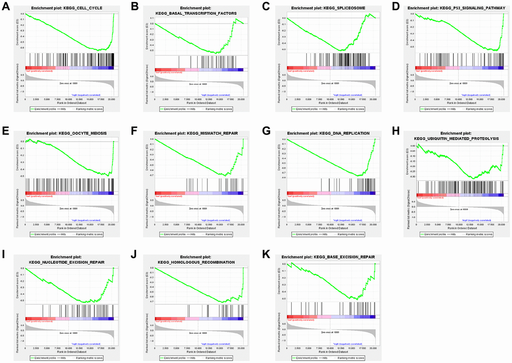 Enrichment plots from GSEA of (A) cell cycle, (B) basal transcription factors, (C) spliceosome, (D) p53 signaling pathway, (E) oocyte meiosis, (F) mismatch repair, (G) DNA replication, (H) ubiquitin mediated proteolysis, (I) nucleotide excision repair, (J) homologous recombination, and (K) base excision repair in lung adenocarcinoma cases with high CTSL2 expression.