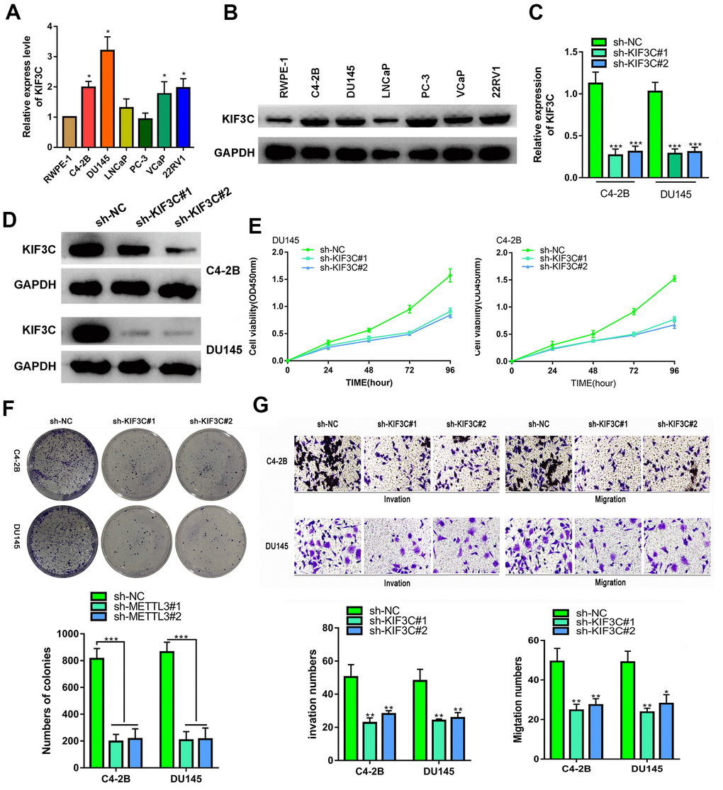 KIF3C silence prevented the proliferation migration and invasion of PC cells. (A, B) RT-qPCR and western blotting showing KIF3C expression in PCa cell lines. (C, D) RT qPCR and western blotting showing KIF3C knockdown expression in C4–2B and DU145 cells. (E, F) CCK8 and cloning formation assays showing proliferation after KIF3C knockdown in PCa cells. (G) Transwell showing invasiveness and migration capability of PCa cells after knocking down KIF3C. Data are reported as means ± standard deviation of three independent experiments. *p 