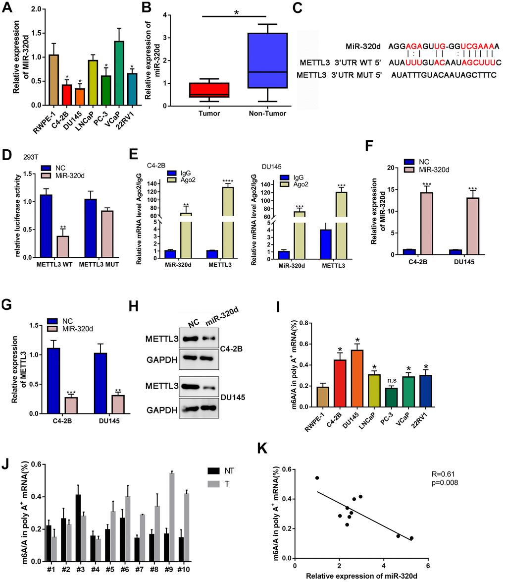 METTL3 is the target gene of miR-320d. (A) RT-qPCR showing miR-320d expression in PCa cell lines. (B) Binding sites between miR-320d and METTL3 from Starbase 3.0 and the mutant sites. (C) Luciferase assay of cells transfected with pmirGLO-3’UTR reporter of METTL3 in the miR-320d overexpressing 293T cells. (D) RIP assays were conducted to show the interaction between miR-320d and METTL3. (E, F) RT-qPCR and western-blot showing expression of miR-320d and METTL3 in the miR-320d overexpressing PCa cells. (G, H) RT-qPCR and western blot were conducted to show KIF3C expression under indicated transfection. Data are reported as means ± standard deviation of three independent experiments. *p I, J) Quantification of m6A levels in mRNA extracted from pancreatic cancer cell lines and PCa tissues. (K) The correlation of the miR-320d expression and m6A level in the PCa tissues. *p 