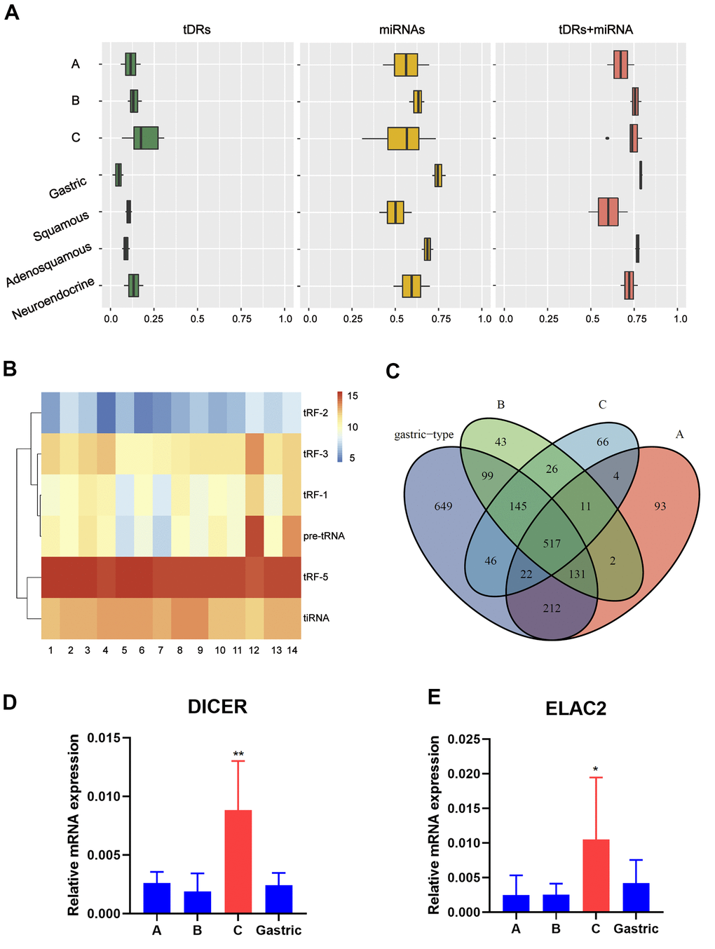 Catalog of small RNA profiles in different subtypes of EAC. (A) Distribution of RNA Biotypes Differs between Biofluids. Reads mapping to miRNAs, tRNAs or other RNA biotypes as a fraction of total reads mapping to the human transcriptome. Boxes represent median and interquartile ranges, whiskers represent 1.5 times the interquartile range, and dots represent outliers. (B) Heatmap depicting all subtypes of tDRs of each sample. (C) Venn plot shows that EAC of A, B, C and Gastric type have great differences in the distribution of tDRs types based on the anticodon of amino acids. (D, E) RT-PCR analysis shows a significant increase of Dicer1 and ELAC2 expression in pattern C compared with pattern A/B/Gastric. (Student t test, *P 