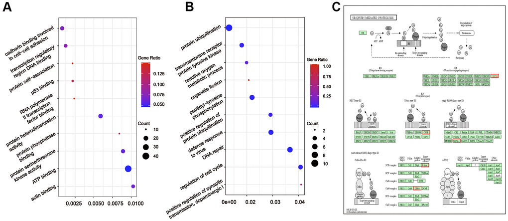 Gene ontology enrichment analyses with the target genes of hub miRNA/tDRs in silva pattern gastric and substantial-LVSI. (A) KEGG pathway analysis for the target genes of hsa-miR-214-3p, Other-13:26-tRNA-Lys-CTT-1-M11 and Other-2:23-tRNA-Val-AAC-1-M7 in Silva pattern Gastric. (B) KEGG pathway analysis for the target genes of other-14:33-tRNA-Lys-CTT-1-M2, other-3:35-tRNA-Lys-CTT-1-M2 and other-14:28-tRNA-Lys-CTT-10 in substantial-LVSI patients. (C) Mapping of ubiquitin mediated proteolysis pathway. Red marked nodes are associated with hub miRNA/tDRs.