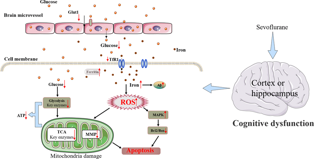 Schematic diagram of the neurotoxic effect of Sev in mice.