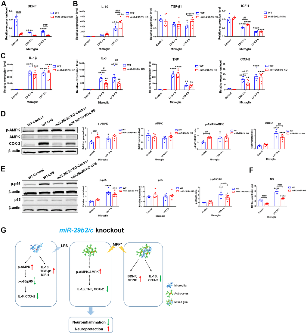 The effects of miR-29b2/c deficiency in LPS-treated primary microglia. (A) qPCR analysis of BDNF (A), IL-10 TGF-β1 and IGF-1 (B), and pro-inflammatory factors IL-1β, IL-6, TNF and COX2 (C) in WT and miR-29b2/c KO primary microglia treated with PBS or LPS for four and eight hours. n=4-6. (D) Western blot analysis of p-AMPK, AMPK and COX-2 protein expression in WT and miR-29b2/c KO primary microglia treated with PBS or LPS for 24 h. β-actin served as a loading control. Quantifications of relative p-AMPK, AMPK and COX-2 protein level and the ratio of p-AMPK to AMPK are shown in the right panel. n=4-6. (E) Western blot analysis of p-p65 and p65 protein expression in WT and miR-29b2/c KO primary microglia treated with PBS or LPS for one hour. Quantifications of relative p-p65 and p65 protein level and their ratio are shown in the right panel. n=4-6. (F) Nitrite concentration in the culture medium of WT and miR-29b2/c KO microglia treated with PBS or LPS for 24 h. n=6. The differences were analyzed by two-way ANOVA followed by LSD multiple comparison tests. *pp ppvs PBS control. # p p ppvs WT group. (G) Diagram of effects of miR-29b2/c deficiency in Parkinson’s disease.