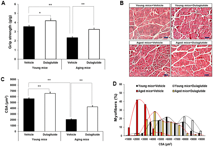 Dulaglutide increases muscle function and myofiber size. (A) Grip strengths were normalized to body weight (g). (B) Representative image of hematoxylin and eosin (H&E) stained muscle tissues (C) Cross-sectional area (CSA) of TA muscle tissue. Magnification ×200 (D) Muscle fiber size distribution. All values are expressed as the mean ± SE. Solid black line indicates young mice + vehicle, black dotted line indicates young mice + dulaglutide, solid red line indicates aged mice + vehicle, and red dotted line indicates aged mice + dulaglutide. Significant differences are indicated as ** p p 