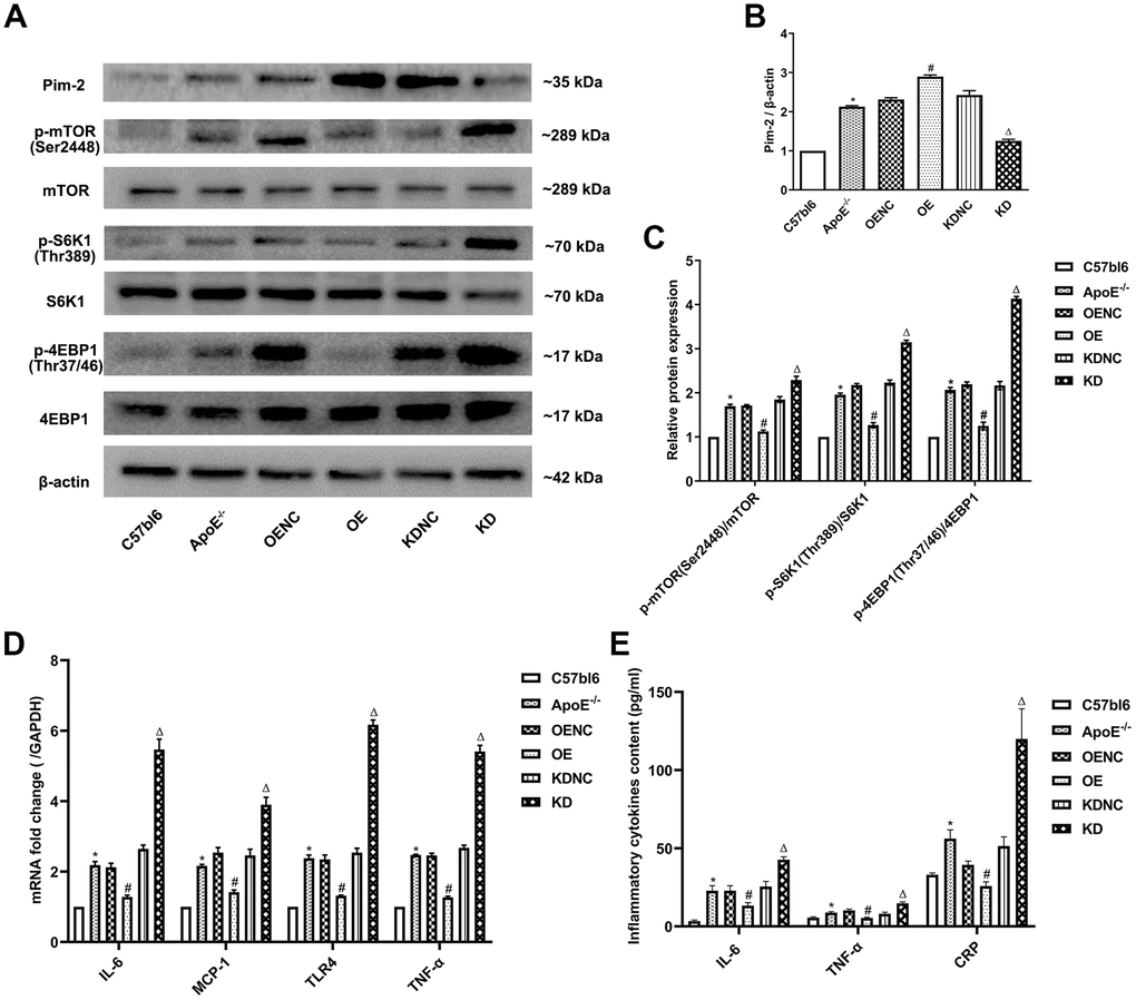 Anti-inflammatory role of Pim-2 in atherosclerosis via mTOR pathway regulation. (A) Representative western blot analysis of Pim-2, p-mTOR (Ser2448), mTOR, p-S6K1 (Thr389), S6K1, p-4EBP1 (Thr37/46) and 4EBP1 in the aortas of mice. β-Actin was used as a loading control (n=4 per group). (B, C) Corresponding densitometric analysis of blots in (A). (D) mRNA expression of inflammatory cytokines, including IL-6, MCP-1, TLR-4 and TNF-α, was determined by quantitative RT-PCR in the aortas of mice (n=4 per group); the values were normalized to the housekeeping gene GAPDH. (E) The concentrations of inflammatory cytokines, including IL-6, TNF-α and CRP, detected by ELISA in blood samples of mice (n=6 per group). *P #P ΔP 