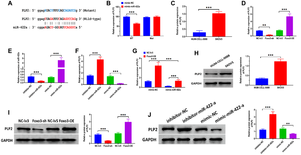 miR-422a directly targets PLP2. (A) The putative binding sequence of miR-422a of 3’UTR of PLP2. The prediction was obtained from StarBase 2.0. (B) Luciferase reporter assay in HEK293T cells co-transfected with miR-422a mimics or mimics a negative control plus reporter vector containing wild-type or mutant miR-422a binding sequence 3′-UTR of PLP2. (C) The mRNA expression of PLP2 in SKOV3 and control cells. (D) The mRNA expression of PLP2 in SKOV3 cells with Foxo3 knockdown or overexpressing. (E) Transfection efficiency in miR-422a-knockdown or miR-422a-overexpressing SKOV3 cells. (F) The mRNA expression of PLP2 in SKOV3 cells with miR-422a knockdown or overexpressing. (G) The mRNA expression of PLP2 in SKOV3 cells co-transfected with Foxo3-overexpressing and miR-422a-overexpressing vector. (H) The protein expression of PLP2 in SKOV3 and control cells. (I) The protein expression of PLP2 in SKOV3 cells with Foxo3 knockdown or overexpressing. (J) The protein expression of PLP2 in SKOV3 cells with miR-422a knockdown or overexpressing. Data were expressed as means ± standard deviation. For each treatment, three replicates were used. **p ***p 