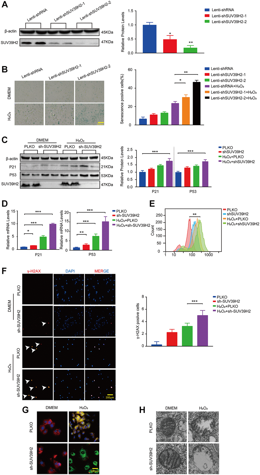 Knockdown SUV39H2 aggravate senescence in H2O2-treated H9C2 cells. (A) H9C2 were infected with lenti-shRNA or lenti-shSUV39H2-1 or lenti-SUV39H2-2 in 50 μM H2O2 for 48 hours, then protein levels of SUV39H2 were detected by western blot. (B) H9C2 were as described above for 48 hours, and β-galactosidase staining was performed. The positive cells are shown in blue. (C–H) H9C2 were cultured with basic medium or 50 μM H2O2 supplemented with or without the lenti-sh-SUV39H2 for 48 hours. (C–E) The protein and mRNA expression of p53, p21, and SUV39H2 were performed by Western blot and qRT-PCR, and ROS generation was detected. (F) Detection of γ-H2AX expression in each group by immunofluorescence. (G) JC-1 monomer images were shown. The green fluorescence represents JC-1 monomers in 530 nm, whereas red fluorescence represents JC-1 aggregates in 590 nm. (H) Electron microscopic images of mitochondrial. All the experiments have been repeated independently at least 3 times. Scale bars, 200 μm.*P **P ***P 