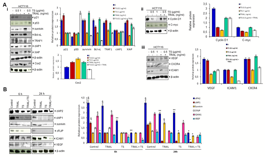 (A) TS downregulates (Ai) antiapoptotic, (Aii, Aiii) proliferative, and metastatic gene products. Briefly, colon cancer cells were treated with indicated stimuli for 24 h. Whole cell protein extracts were prepared, separated by electrophoresis, and then transferred to the nitrocellulose membrane using the antibodies indicated and relative protein expression levels were quantified. (B) TS sensitizes TRAIL-induced change in antiapoptotic, proliferative and metastatic gene product levels. HCT116 cells (1 × 106 cells/well) treated with either thyme volatile oil and TRAIL for the indicated times (6 h and 24 h). Whole-cell lysates were subjected to Western blotting analysis using relevant antibodies and relative protein expression levels were quantified. The same blots were stripped and reprobed with β-actin antibodies to verify equal protein loading. These are representative results of three independent experiments. * P˂ 0.05, ** P ˂ 0.01 compared with control group. § P ˂ 0.05 compared with TS group.