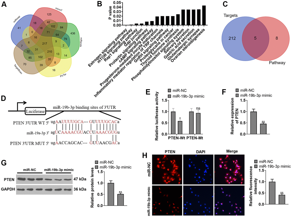 Inhibiting PTEN enhanced the protective effect of miR-19b-3p. (A) Detection of miR-19b-3p targets was made using the database ENCORI (http://starbase.sysu.edu.cn). (B) The database mirPath v.3 (http://snf-515788.vm.okeanos.grnet.gr) was applied to query the downstream pathway of miR-19b-3p. (C) Venn diagram of 217 targets of miR-19b-3p and the mTOR signaling pathway. (D) Base complementary sequences of miR-19b-3p and PTEN. 293-T cells were transfected with miR-19b-3p mimics for 24 hours. (E) The dual-luciferase reporter assay was implemented for ascertaining the binding relationship between miR-19b-3p and PTEN. HNPCs were transfected with miR-19b-3p mimics for 24 hours. (F–H) The PTEN profile in HNPCs was measured by qRT-PCR, WB and cellular immunofluorescence. nsP>0.05,* P P 