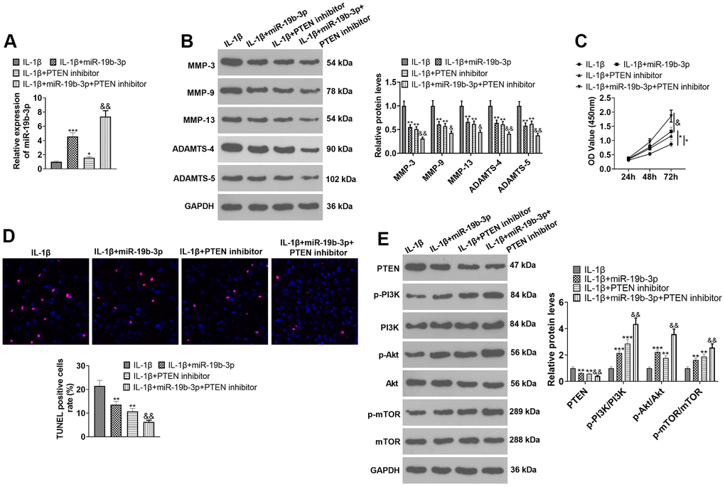 Inhibiting PTEN enhanced the protective effect of miR-19b-3p. In the in-vitro IL-1β-induced IVDD model, HNPCs were transfected with miR-19b-3p mimics or treated with the mTOR inhibitor (50 nM) for 24 hours. (A) The miR-19b-3p level was gauged by qRT-PCR. (B) The expression of MMP-3, MMP-9, MMP-13, ADAMTS-4 and ADAMTS-5 were tested by WB. (C, D) CCK-8 and TUNEL staining were adopted to examine cell proliferation and apoptosis of each group. (E) WB was used to test the PTEN/PI3K/Akt/mTOR pathway expression. * P P P P P miR-19b-3p group). N=3.