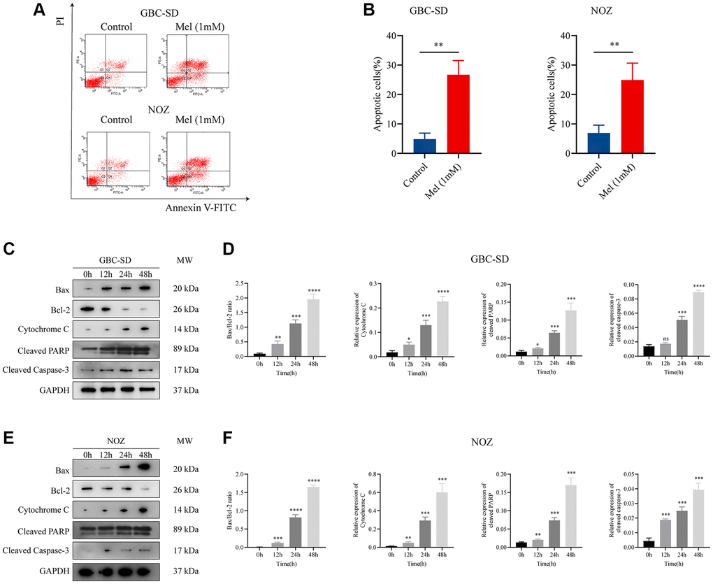 Melatonin induces apoptosis in gallbladder cancer cells. (A) Apoptosis of GBC-SD and NOZ cells treated with 1 mM melatonin was analyzed by flow cytometry. (B) The percentage of apoptotic cells of GBC-SD and NOZ cells was quantified. (C) Expression of Bax, Bcl-2, cytochrome C, cleaved PRRP, and cleaved caspase-3 was investigated by Western blot after GBC-SD cells were treated with 1 mM melatonin. (D) The relative expression of the apoptotic markers was quantified in GBC-SD cells. (E) Expression of Bax, Bcl-2, cytochrome C, cleaved PRRP and cleaved caspase-3 was investigated by Western blot after NOZ cells were treated with 1 mM melatonin. (F) The relative expression of the apoptotic markers was quantified in NOZ cells. Three biological replicates were performed. Data are presented as mean ± SD. Mel, melatonin; ***P **P *P 