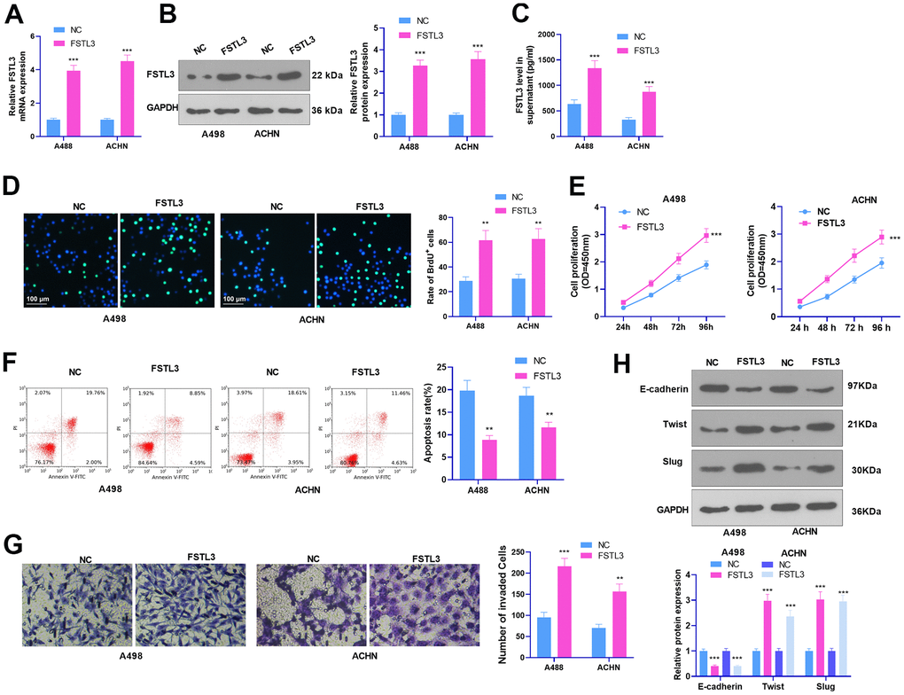 FSTL3 overexpression facilitated RCC proliferation and metastasis and cramped cell apoptosis. A498 and ACHN cells were transiently transfected along with FSTL3 overexpression plasmids. (A–C) qRT-PCR (A), Western Blot (B), and ELISA (C) were done for FSTL3 detection; (D, E) BrdU (D) and CCK8 (E) were implemented to examine cell proliferation; (F) Flow cytometry measured cell apoptosis; (G) Transwell evaluated cell invasion; (H) Western Blot assessed E-cadherin, Twist, and Slug expression in RCC cells. **PP