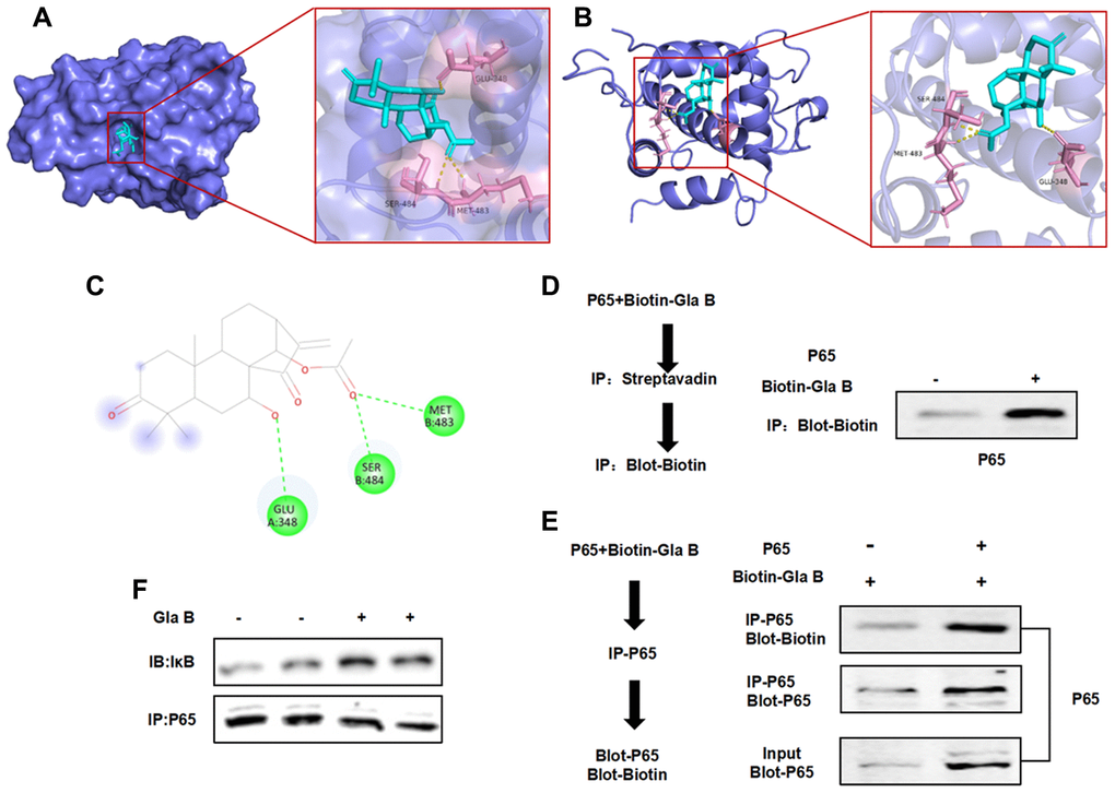 The targeted binding relationship between Gla B and P65. (A–C) 3D and 2D images of the binding between Gla B and P65. Gla B bound to the protein pocket of P65, and Gla B had hydrogen bond with Glu, Ser and Met. The binding energy was −8.4 kcal/mol, which could affect the phosphorylation and isomerization of P65. (D–F) Pull-down assay showed that Biotin-Gla B had a binding relationship with P65, and Gla B was an effective inhibitor of P65.