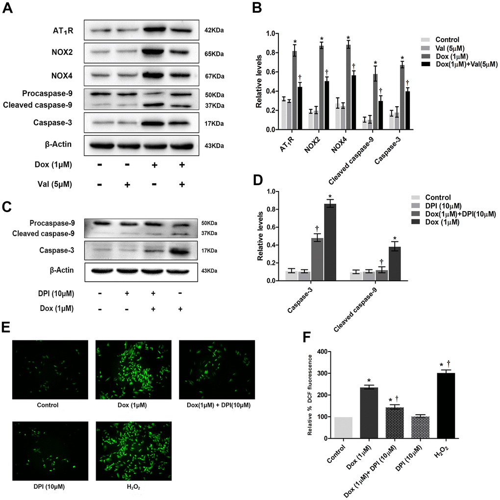 The effect of Val pre-treatment and DPI followed by DOX-exposure on expression of proteins and ROS level in H9c2 cells. (A) Western blot analysis of Val and DOX-treatment on AT1R, NOX2, NOX4, caspase-3, cleaved caspase-9 protein levels. (B) Densitometry analysis of the protein bands of AT1R, NOX2, NOX4, caspase-3, cleaved caspase-9 proteins. (C) Western blot analysis of DPI and DOX-treatment on caspase-3, cleaved caspase-9 protein levels. (D) Densitometry analysis of the protein bands of caspase-3, cleaved caspase-9 proteins. (E) Effect of DPI and DOX on ROS levels at 12 h time point. (F) Microscopic analysis of DPI and DOX-treatment on ROS levels by DCF Fluorescence. *P