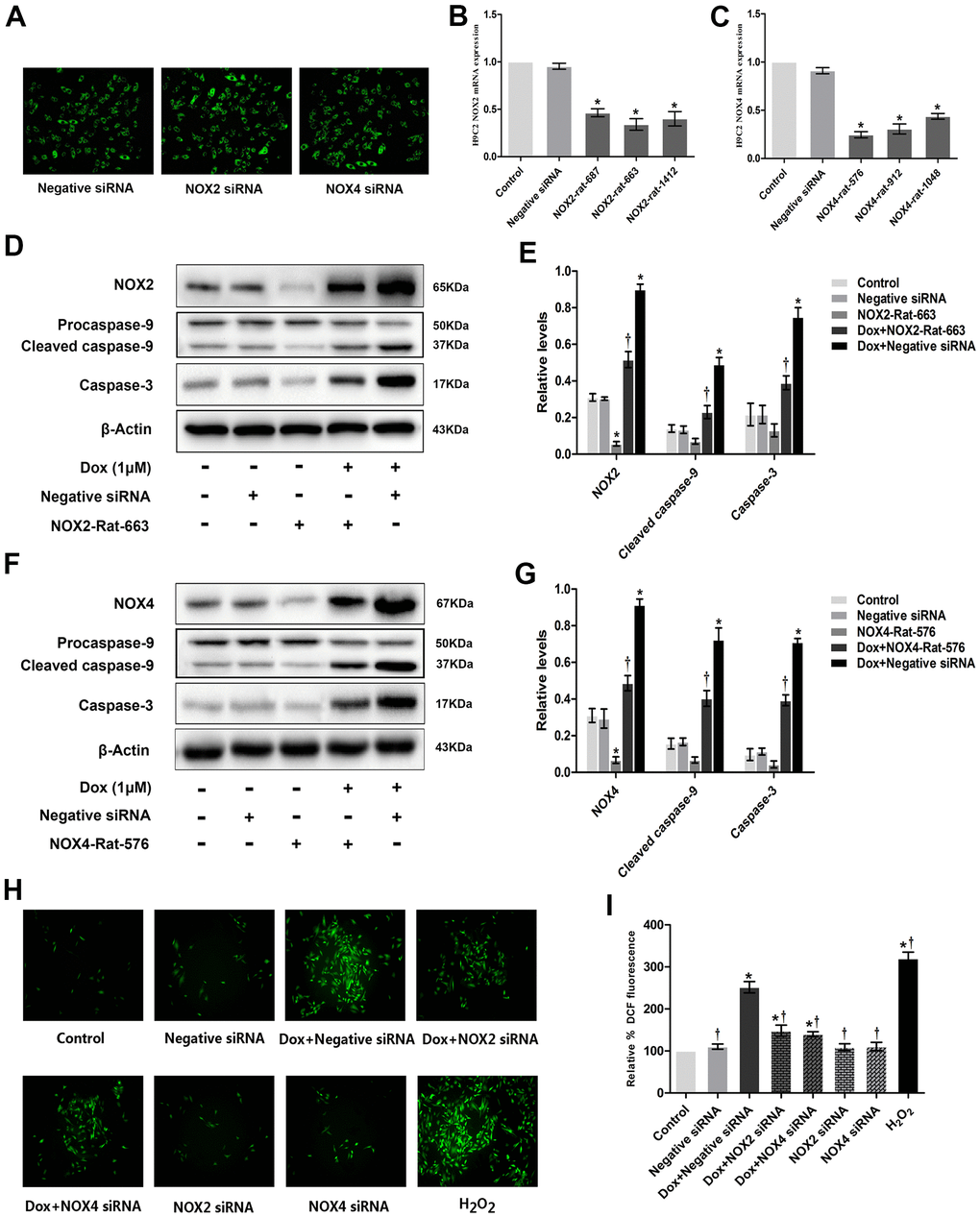 Knockdown of NOX2 and NOX4 expression could reduce DOX-induced ROS production and expression of apoptotic proteins in H9c2 cells. (A) Fluorescence microscope observation of H9c2 cells after transfecting with Negative siRNA, NOX2 siRNA and NOX4 siRNA (×100). (B) Three distinct NOX2 siRNAs and one negative siRNA were designed, and Nox2-rat-663 was selected as the best interference fragment by PCR. (C) Three distinct NOX4 siRNAs and one negative siRNA were designed, and Nox4-rat-576 was selected as the best interference fragment by PCR. (D) Western blot analysis of NOX2 siRNA and DOX-treatment on NOX2, caspase-3, cleaved caspase-9 protein levels. (E) Densitometry analysis of the protein bands of NOX2, caspase-3, cleaved caspase-9 proteins. (F) Western blot analysis of NOX4 siRNA and DOX-treatment on NOX4, caspase-3, cleaved caspase-9 protein levels. (G) Densitometry analysis of the protein bands of NOX4, caspase-3, cleaved caspase-9 proteins. (H) Effect of NOX2 siRNA, NOX4 siRNA and DOX-treatment on ROS levels at 12 h time point in H9c2 cells. (I) Microscopic analysis of NOX2 siRNA, NOX4 siRNA and DOX-treatment on ROS levels by DCF Fluorescence. *P