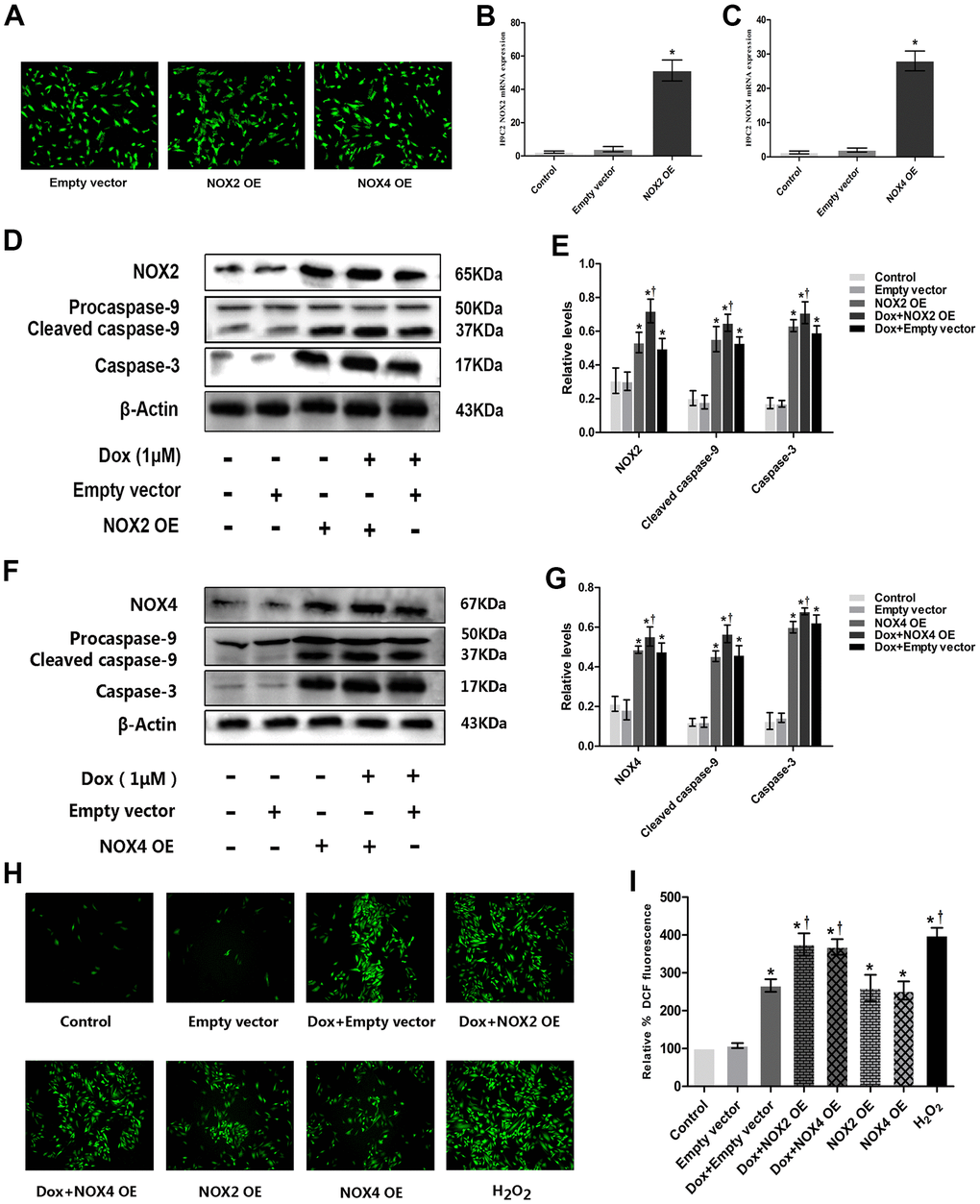 Overexpression of NOX2 and NOX4 could increase DOX-induced ROS production and expression of apoptotic proteins in H9c2 cells. (A) Fluorescence microscope observation of H9c2 cells after transfecting with Empty vector, NOX2 OE and NOX4 OE (×100). (B) The bar graph of NOX2 eukaryotic expression plasmid verified by RT-PCR. (C) The bar graph of NOX4 eukaryotic expression plasmid verified by RT-PCR. (D) Western blot analysis of NOX2 OE and DOX-treatment on NOX2, caspase-3, cleaved caspase-9 protein levels. (E) Densitometry analysis of the protein bands of NOX2, caspase-3, cleaved caspase-9 proteins. (F) Western blot analysis of NOX4 OE and DOX-treatment on NOX4, caspase-3, cleaved caspase-9 protein levels. (G) Densitometry analysis of the protein bands of NOX4, caspase-3, cleaved caspase-9 proteins. (H) Effect of NOX2 OE, NOX4 OE and DOX-treatment on ROS levels at 12 h time point in H9c2 cells. (I) Microscopic analysis of NOX2 OE, NOX4 OE and DOX-treatment on ROS levels by DCF Fluorescence. *P