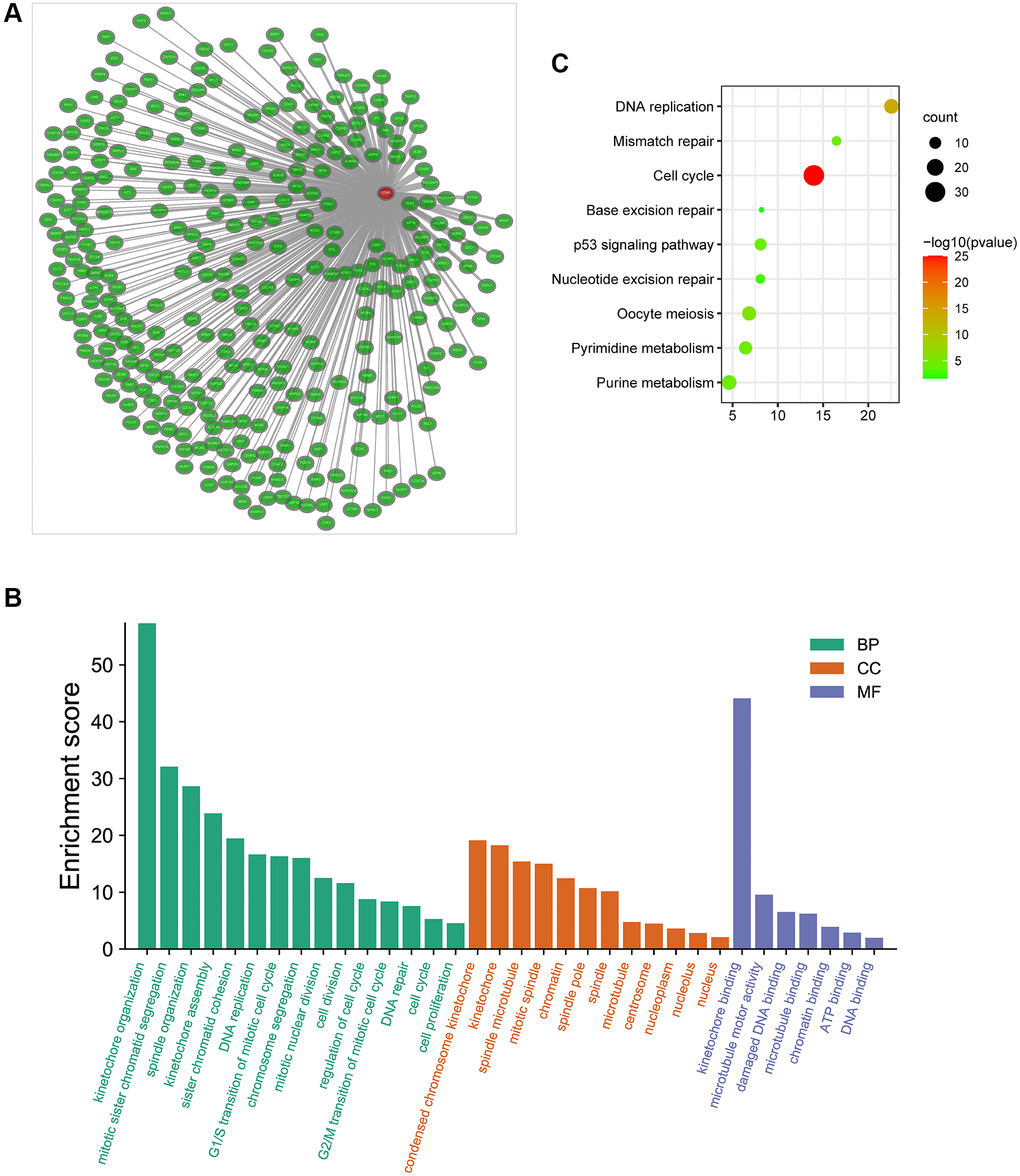 (A) The co-expression network of CENPL; (B–C) GO and KEGG enrichment analysis of co-expression genes of CENPL. Abbreviations: CENPL: centromere protein L; GO: Gene Ontology; KEGG: Kyoto Encyclopedia of Genes and Genomes.