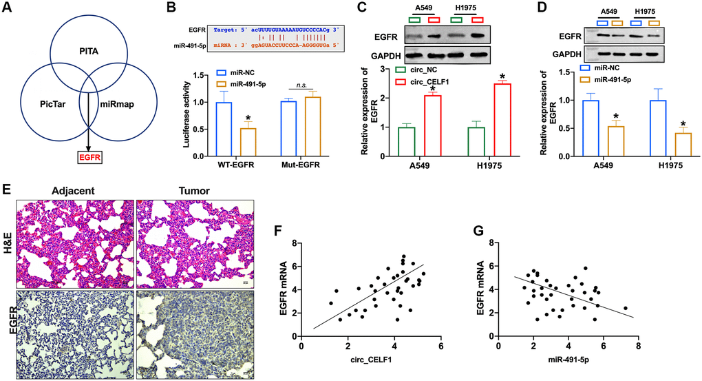 EGFR is a target of miR-491-5p. (A) Three bioinformatics sites predict the target of miR-491-5p. (B) The prediction binding sites between EGFR and miR-491-5p (upper). Luciferase assay confirmed the relationship between EGFR and miR-491-5p (lower). n = 3, *P C and D) The expression of EGFR was detected by qRT-PCR in A549 and H1975 cells after circ