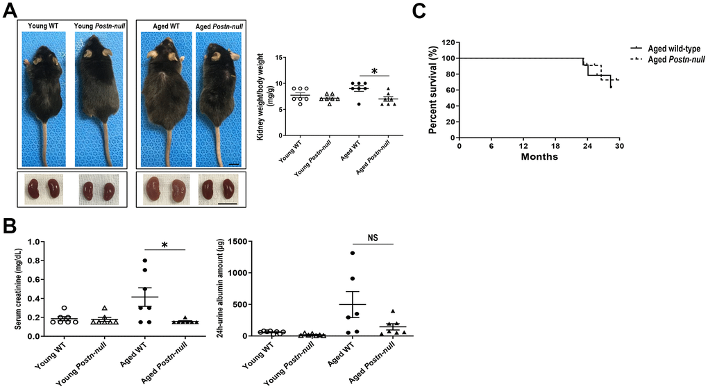 Gross appearance and renal function in young and aged WT and Postn-null mice. (A) Aged Postn-null mice had smaller body and kidney sizes than aged WT mice. Representative data are shown (N = 7/group) (bar: 1 cm). Data are the mean ± SEM. *p t-test). (B) Albuminuria and serum creatinine were reduced in aged Postn-null mice. Data are the mean ± SEM. *p t-test). (C) There was no difference in the survival rate between aged Postn-null mice and aged WT mice.