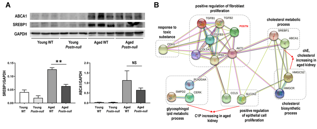 (A) SREBP1 and ABCA1 protein expression levels. Data are the mean ± SEM. **p t-test). (B) Protein-protein interaction network of periostin and important factors in aging. Pathways are indicated by dotted lines based on clustering of the proteins according to their biological processes using STRING. ABCA1, ATP binding cassette transporter 1; AKT1, AKT Serine/Threonine Kinase 1; CCL5, C-C Motif Chemokine Ligand 5; CDH1, Cadherin 1; CERK, Ceramide Kinase; COL1A2, Collagen Type I Alpha 2 Chain; FN1, Fibronectin 1; HMGCR, 3-Hydroxy-3-Methylglutaryl-CoA Reductase; HMGCS2, 3-hydroxy-3-methylglutaryl-CoA synthase 2; PLA2G4A, Phospholipase A2 Group IVA; POSTN, Periostin; SLC2A2, Solute Carrier Family 2 Member 2; SMPD2, Sphingomyelin Phosphodiesterase 2; SREBF1, Sterol Regulatory Element Binding Transcription Factor 1; TGF, Transforming growth factor.