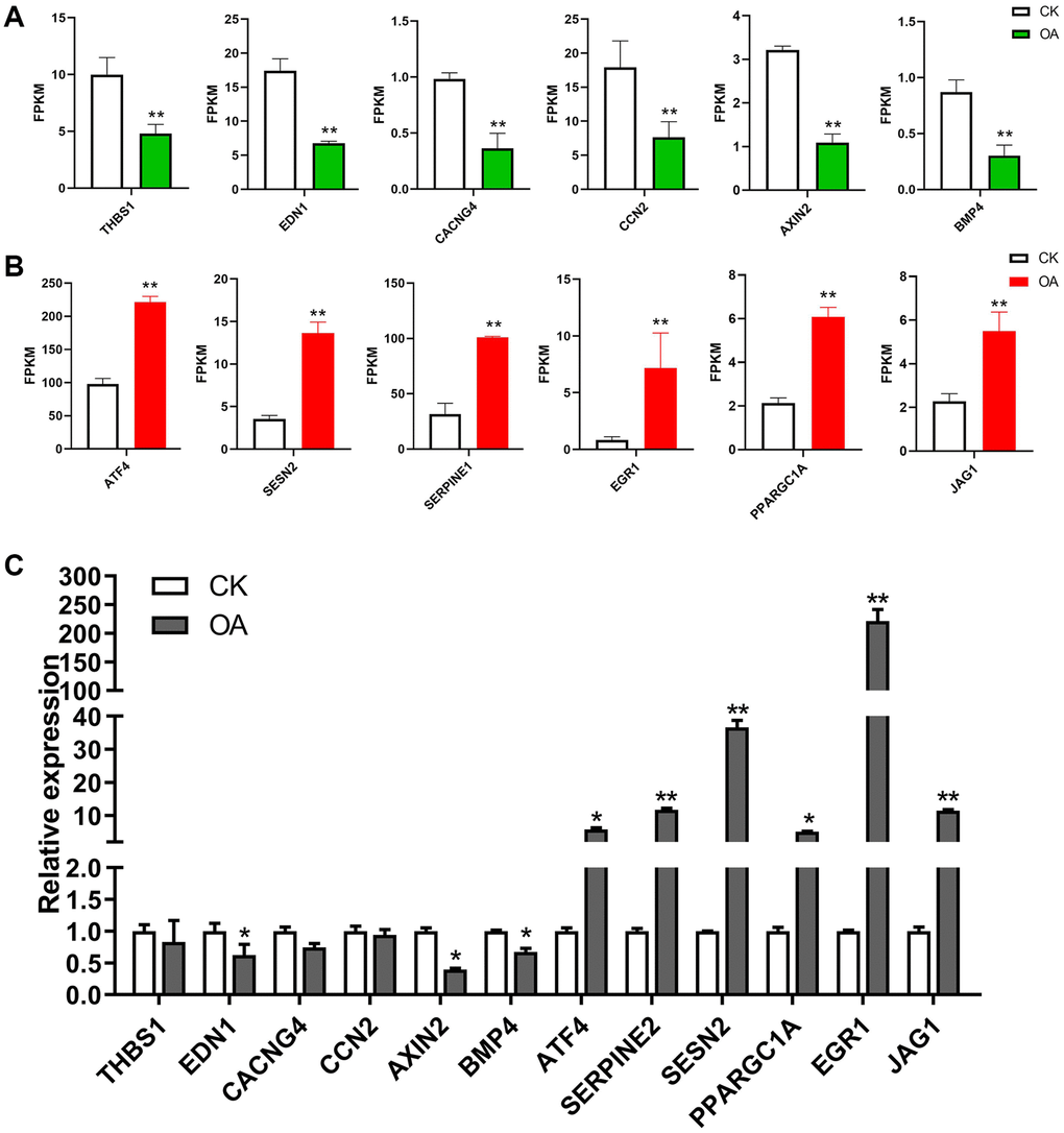 The regulation of target genes in response to OA treatment. (A) The bar plots show the expression values of six downregulated genes in RNA-seq data, including THBS1, EDN1, CACNG4, CCN2, AXIN2 and BMP4. (B) The bar plots show the expression values of six upregulated genes in RNA-seq data, including ATF4, SERPINE1, SESN2, PPARGC1A, EGR1 and JAG1. (C) The bar plots show the expression values of above 12 genes based on qPCR results.*p **p 