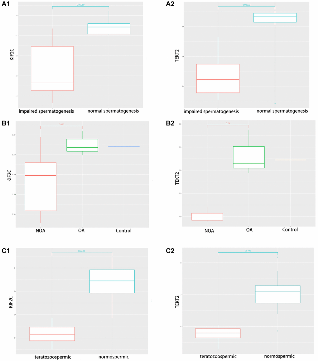 The validation of KIF2C and TEKT2 in GEO database associated with spermatogenesis. (A) GSE145467; (B) GSE108886; (C) GSE6872.