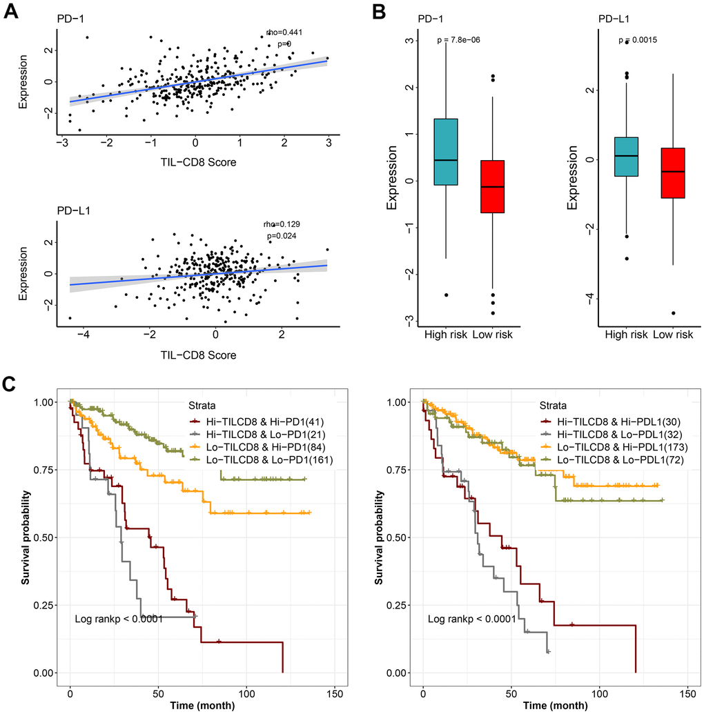 The effect of TIL-CD8Sig and immune checkpoint gene expression on patient survival. (A) The relationship between TIL-CD8Sig and the expression of immune checkpoint genes (PD-1 and PD-L1). The abscissa axis represents the TIL-CD8Sig Score, and the ordinate axis represents the expression level of PD-1/PD-L1. (B) Box plot of the expression distribution of immune checkpoint genes (PD-1 and PD-L1) in the high and low risk groups of TIL-CD8Sig. The abscissa axis represents different risk groups; the ordinate axis represents the expression level of PD-1/PD-L1. (C) Kaplan-Meier survival curve of OS in four groups of patients stratified by TIL-CD8Sig and immune checkpoint gene expression. The abscissa axis represents survival time; the ordinate axis represents survival probability.