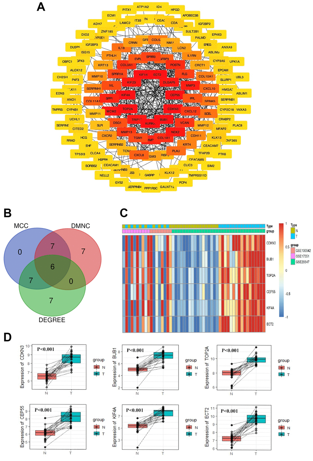 PPI network construction and Hub gene selection. The PPI network of DEGs was constructed using Cytoscape (A). The Venn diagram of the overlapped 6 hub genes from the topological algorithms in the cytoHubba module (B). The heatmap of 6 hub genes (C). The expression difference of the 6 hub genes between tumor tissues and normal tissues by paired test from GEO (D).