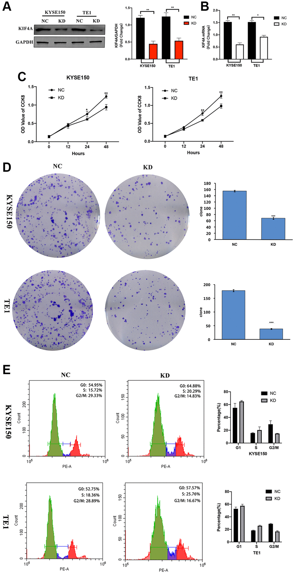 KIF4A accelerated cell cycle and proliferation of ESCC cells. KYSE150 and TE1 ESCC cells were transfected with shRNAs specifically targeting KIF4A or scrambled shRNA control (NC). The effective knockdown of KIF4A in these ESCC cells was confirmed by WB (A) and RT-qPCR (B). Cell proliferation of these KIF4A knockdown and NC cells were detected by CCK8 assay (C). Colony formation was detected by single-cell clone assay (scale bar 50 um) (D). Representative images of cell cycle distributions of KYSE-150 and TE-1 cells transfected with control or KIF4A shRNAs for 48 h were determined by flow cytometry (E). Results are representative of three independent experiments performed in triplicate. The data are presented as the means ± SD. Statistically significant difference: *P **P ***P n = 3.