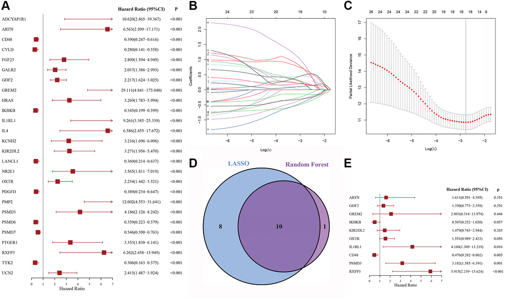 The process of variable selection. (A) Forest map of 26 candidate immune-related genes selected by univariate Cox regression analysis associated with DLBCL overall survival in the discovery cohort. (B, C) The performance of least absolute shrinkage and selection operator (LASSO) analysis. (D) LASSO and random forest analysis intersecting genes were selected. (E) Forest map of multivariate Cox regression analysis to establish a prognostic signature.