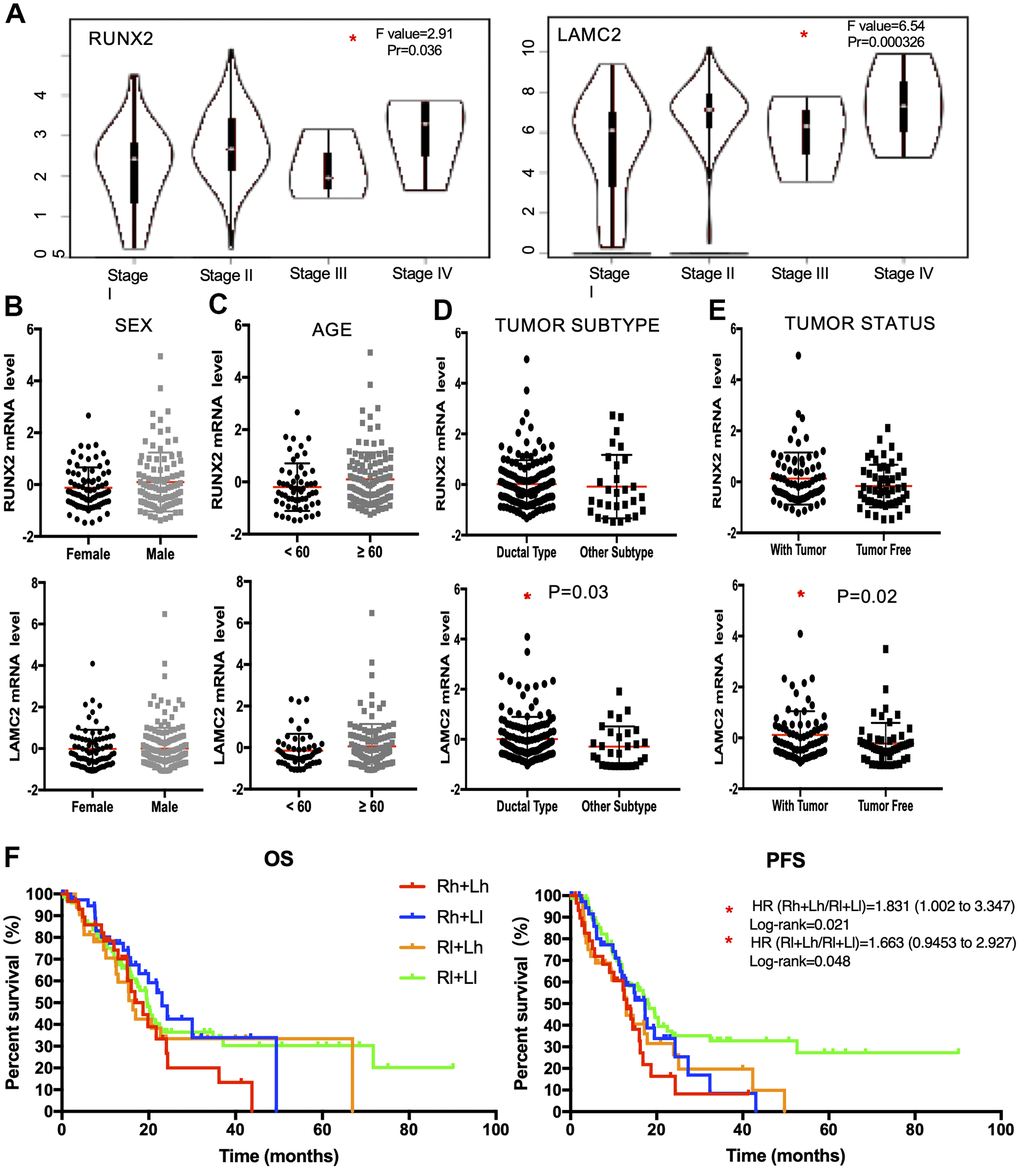 The clinical application value of RUNX2 and LAMC2 expression. (A) Expression levels of RUNX2 and LAMC2 in pancreatic cancer (PC) patients of different clinical stages. (B) Expression levels of RUNX2 and LAMC2 in different sex groups of PC patients. (C) Expression levels of RUNX2 and LAMC2 in different age groups of PC patients. (D) Expression levels of RUNX2 and LAMC2 in different tumor subtypes of PC patients. (E) Expression levels of RUNX2 and LAMC2in different tumor status groups of PC patients. (F) Survival analysis of combined RUNX2 and LAMC2 in TCGA PAAD cohort.