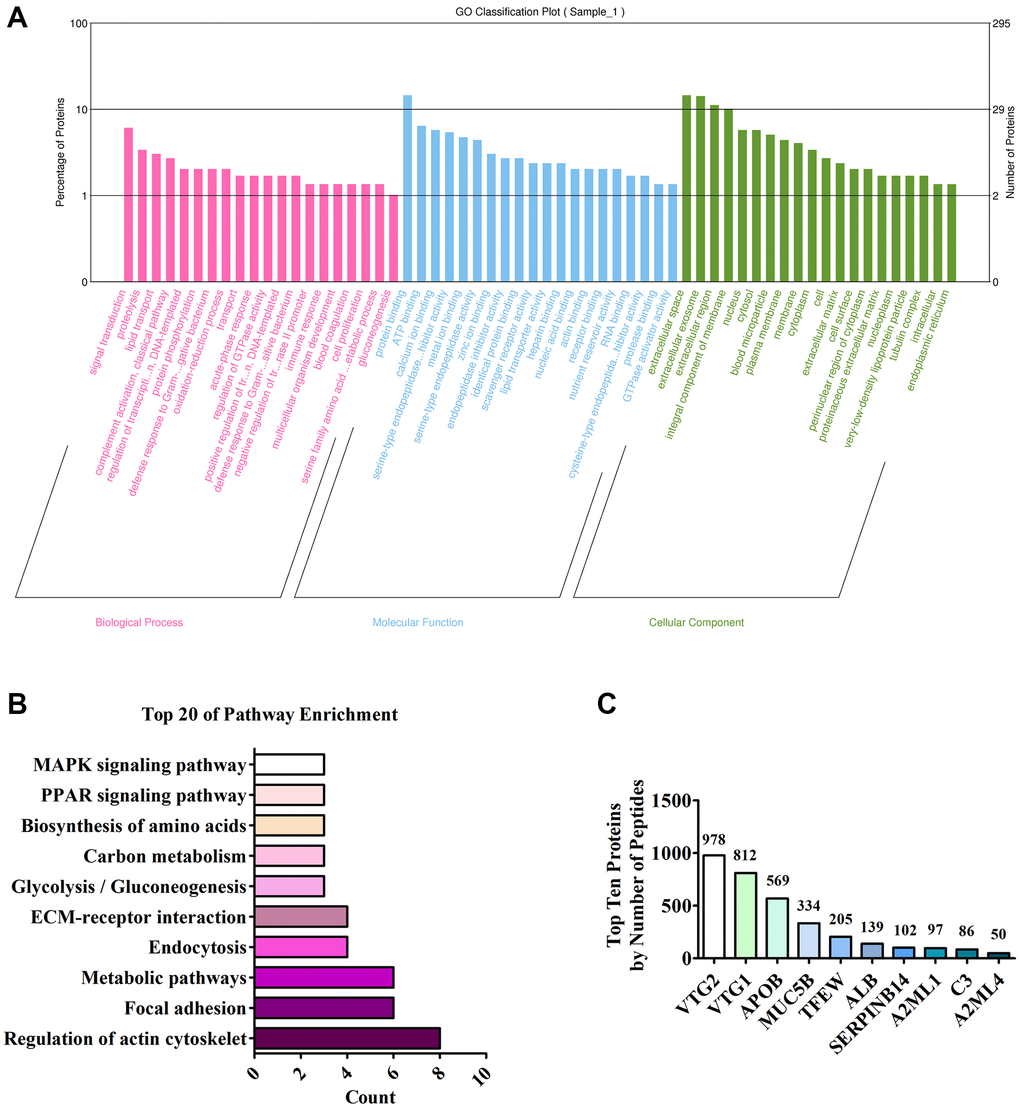 Analysis of LC MS/MS detection results. (A) Annotation of the GO function of the sample; (B) Annotation of the KEGG pathway of the sample; (C) Top ten proteins based on the number of peptides.