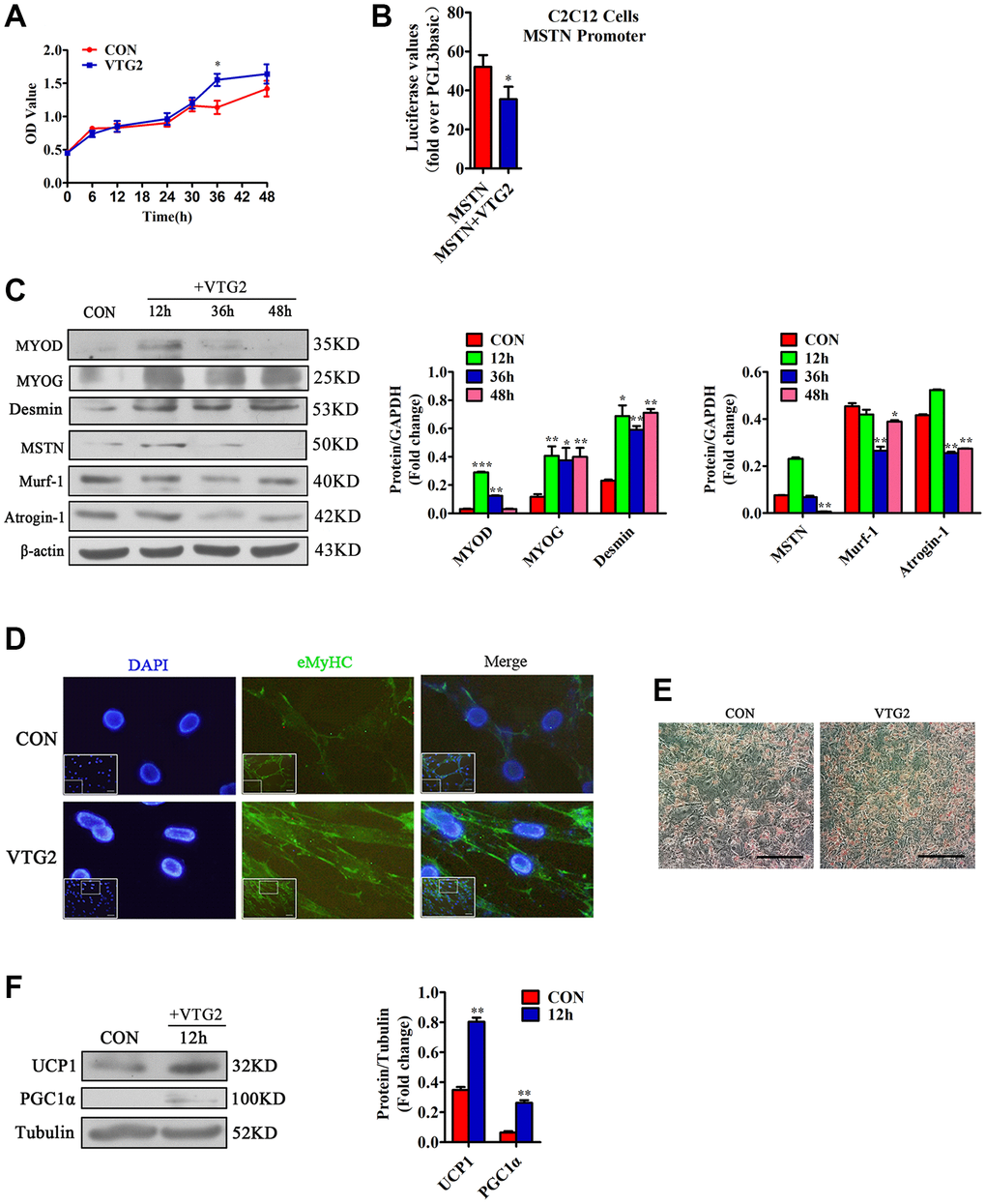 VTG2 promotes the proliferation of C2C12 cells. (A) CCK-8 assay suggests that when VTG2 (5 ng/mL) is used to treat the cells for 36 h, they show significant proliferation. Each experiment was performed in quadruplicate wells; (B) Luciferase method is used in C2C12 cells. VTG2 can inhibit the activity of the MSTN promoter. Each experiment was performed in triplicate wells; (C) VTG2 (5 ng/mL) with the same concentration is used to treat C2C12 cells for different times (0 h, 12 h, 36 h, 48 h). Western blot assay suggests that VTG2 can promote the protein expression of MYOD, MYOG, and Desmin in C2C12 cells and inhibit the protein expression of muscle hydrolytic factors MSTN, Murf-1, and Atrogin-1. Each experiment was performed in triplicate wells; (D) During the differentiation of C2C12 cells, VTG2 (5 ng/mL) was added and treated for 36 hours. Immunofluorescence staining showed that VTG2 can promote myotube formation, (Bar = 100 μm); (E) VTG2 promotes the formation of lipid droplets; (F) VTG2 (5 ng/mL) is used to treat 3T3-L1 cells for 12 h, and the Western blot assay suggests that VTG2 can promote the protein expression of UCP1 and PGC1α in 3T3-L1 cells. Each experiment was performed in triplicate wells, (Bar = 200 μm); *P **P 