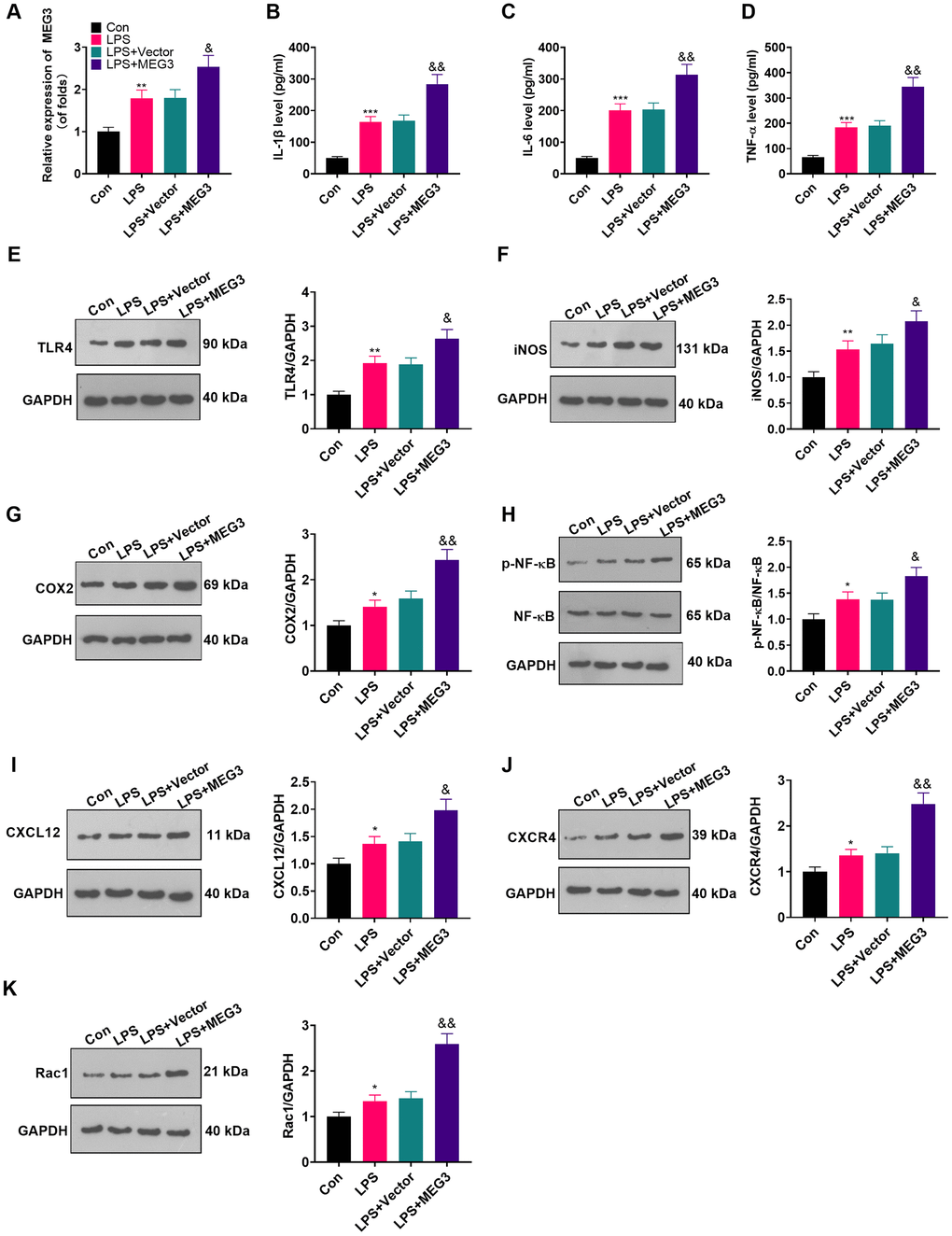 Up-regulating MEG3 facilitated LPS-induced astrocyte inflammation. (A) After transfection of MEG3 overexpressing plasmids, the level of MEG3 in astrocytes was tested by RT-qPCR. (B–D) The contents of IL-1β (B), IL-6 (C), TNF-α (D) in astrocytes were monitored by ELISA after MEG3 up-regulation. (E–H) The levels of TLR4 (E), iNOS (F), COX2 (G), NF-κB (H), CXCL12 (I), CXCR4 (J), and Rac1 (K) in astrocytes after up-regulation of MEG3 were compared by WB. Data were expressed as mean±SD. n=3. **PPPP