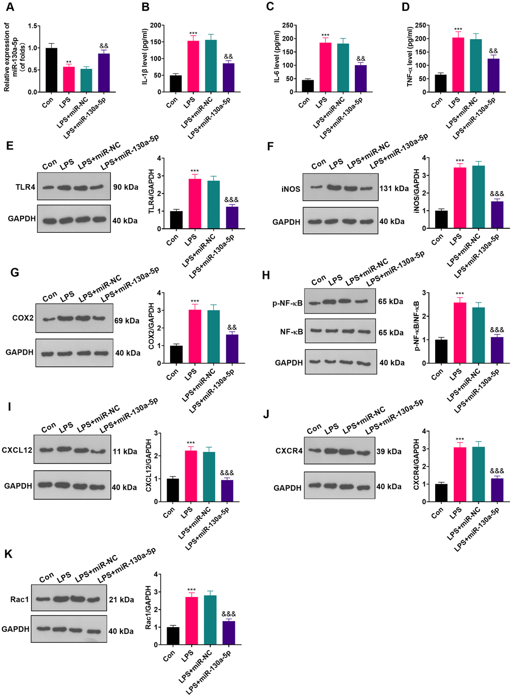 Up-regulating miR-130a-5p suppressed LPS-induced inflammation in astrocytes. (A) After transfection of miR-130a-5p mimics, the mRNA level of miR-130a-5p in astrocytes was tested by RT-qPCR. (B–D) The contents of IL-1β (B), IL-6 (C) and TNF-α (D) in astrocytes were compared by ELISA after up-regulation of miR-130a-5p. (E–H) WB detected the expression of TLR4 (E), iNOS (F), COX2(G), NF-κB (H), CXCL12 (I), CXCR4 (J), and Rac1 (K) in astrocytes after up-regulating miR-130a-5p. Data were expressed as mean±SD. n=3. **PPPP