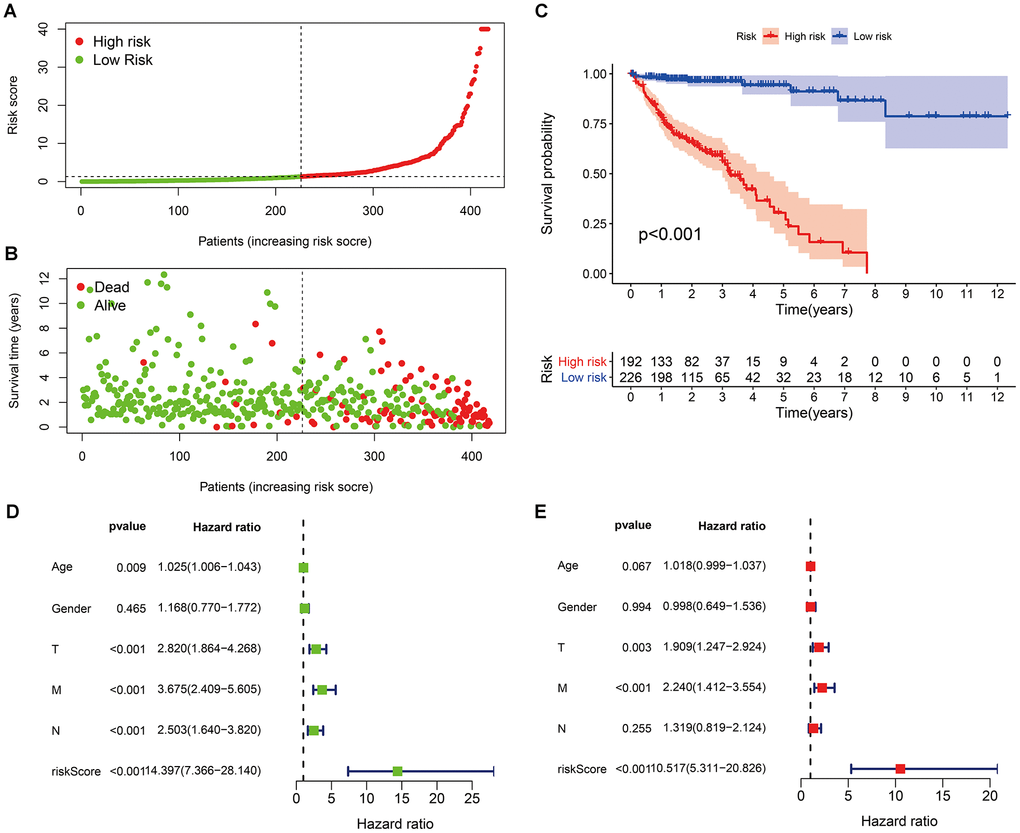 Risk scores (A) and survival outcomes (B) of each patient; (C) survival curves of high-risk group and low-risk group patients; (D) univariate and (E) multivariate Cox regression analyses of the risk score model and clinicopathological characteristics.