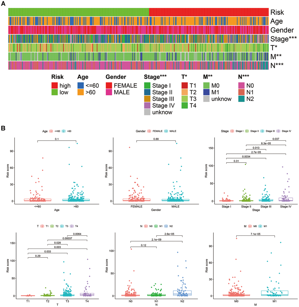 Correlations between the risk score model and clinicopathological characteristics, represented by a heatmap (A), and box diagrams (B).