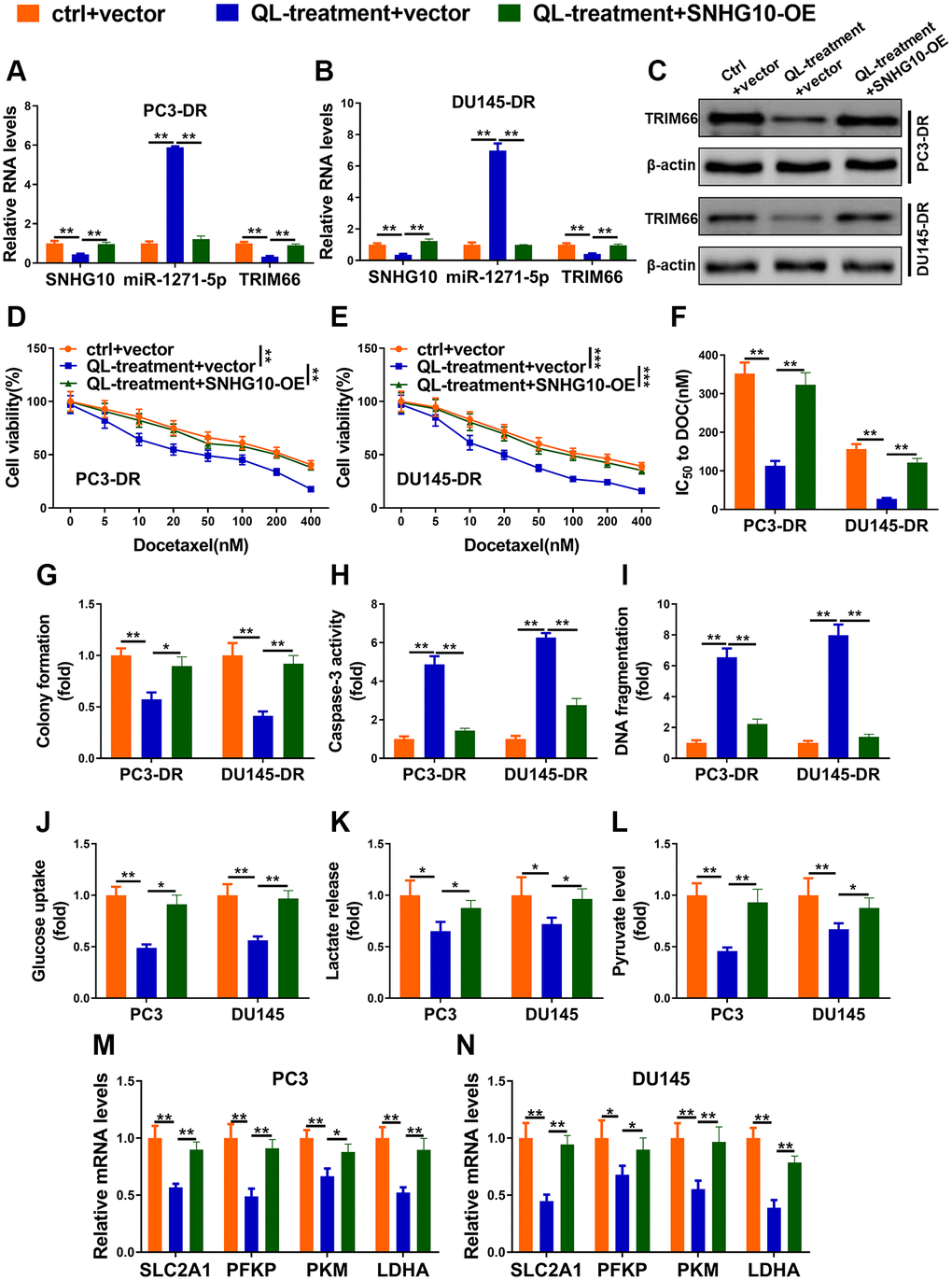 Qi Ling inhibited docetaxel resistance and glycolysis through SNHG10/miR-1271-5p/TRIM66 axis in CRPC cells. (A–I) PC3-DR and DU145-DR cells were transfected with empty vector and cultured in normal media (ctrl + vector), transfected with empty vector and cultured in media supplement with Qi Ling (QL-treatment + vector) or transfected with SNHG10 overexpression plasmid and cultured in media supplement with Qi Ling (QL-treatment + SNHG10-OE). (A and B) RNA levels of SNHG10, miR-1271-5p and TRIM66 were examined by qRT-PCR. (C) Protein level of TRIM66 was determined by Western blot. (D–G) Cell viability and IC50 value of docetaxel were determined by CCK-8 assay and colony formation assay. (H and I) Cell apoptosis was measured by Caspase-3 activity assay and DNA fragmentation assay. (J–N) PC3 and DU145 cells were transfected with empty vector and cultured in normal media (ctrl + vector), transfected with empty vector and cultured in media supplement with Qi Ling (QL-treatment + vector) or transfected with SNHG10 overexpression plasmid and cultured in media supplement with Qi Ling (QL-treatment + SNHG10-OE). Relative glucose consumption (J), pyruvate concentration (K), and lactate production (L) were assessed in PC3 and DU145 cells (M and N) mRNA levels of glycolytic components (SLC2A1, PFKP, PKM and LDHA) in PC3 and DU145 cells were examined by qRT-PCR. Values are mean ± SD. *P **P ***P 