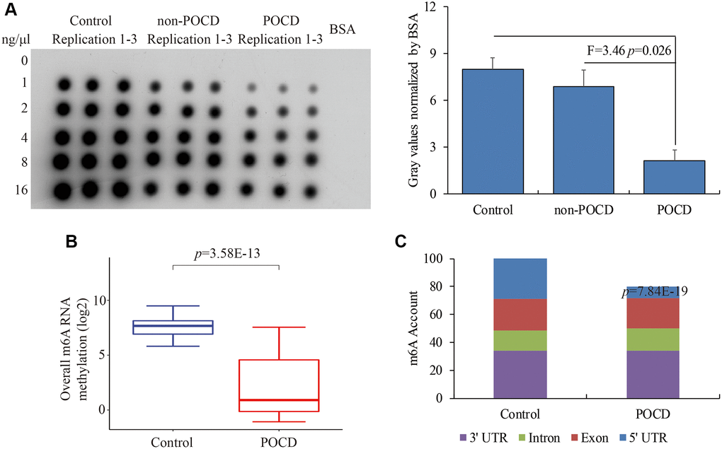 The global m6A RNA methylation in the hippocampus of POCD mice. The m6A RNA methylation levels detected by dot plot assay (A) and RIP-seq (B). The distribution of differential m6A enrichment on the entire transcriptome (C). Data are presented as the mean ± standard error of the mean of three individual experiments; p 