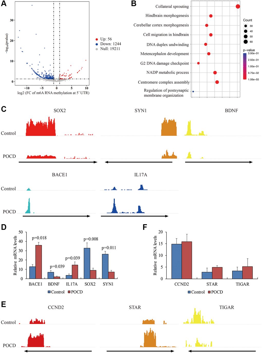 Differential m6A RNA methylation at the 5′UTR in POCD. The genes with differential m6A RNA methylation at the 5′UTR in POCD mice depicted by a volcano plot. (A) The GO analysis of these genes is depicted by a bubble chart. (B) The m6A enrichment at the 5′UTR of SOX2, SYN1, BDNF, BACE1, and IL17A in POCD mice depicted by IGV. (C) The mRNA levels of SOX2, SYN1, BDNF, BACE1, and IL17A in POCD. (D) The m6A enrichment at the 3′UTR of CCND2, STAR, and TIGAR in POCD shown by IGV. (E) The mRNA levels of CCND2, STAR, and TIGAR in POCD. (F) Data are presented as the mean ± standard error of the mean of three individual experiments; p 