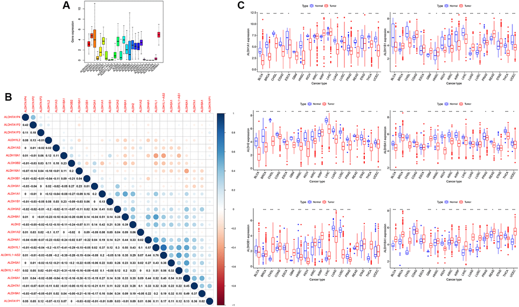 The expression of ALDH family in all cancers of TCGA. (A) The expression level of patients of ALDH family in 33 types of cancer in TCGA. (B) The correlations among the expressions of the ALDH family. (C) The relative expression levels of ALDH1A1, ALDH1B1, ALDH2, ALDH9H1, ALDH3B1, and ALDH18A1 in the TCGA database compared with normal tissues. (The number of normal tissue samples less than 3 was hidden). *P ***P 