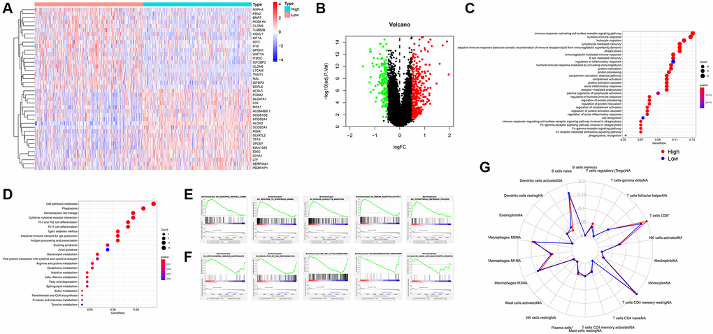 Analysis of GO, KEGG, GSEA function enrichment. (A) Heatmap showing differential gene expression (FDR B) Volcano plot of all differential gene expression analysis. (C) GO enrichment analysis. (D) KEGG enrichment analysis. (E) GSEA enrichment analysis of high expression group of ALDH2. (F) GSEA enrichment analysis of low expression group of ALDH2. (G) Enrichment scores for 22 immune cell subpopulations based on deconvolution by CIBERSORT between low expression group and high expression group of ALDH2. *P ***P 