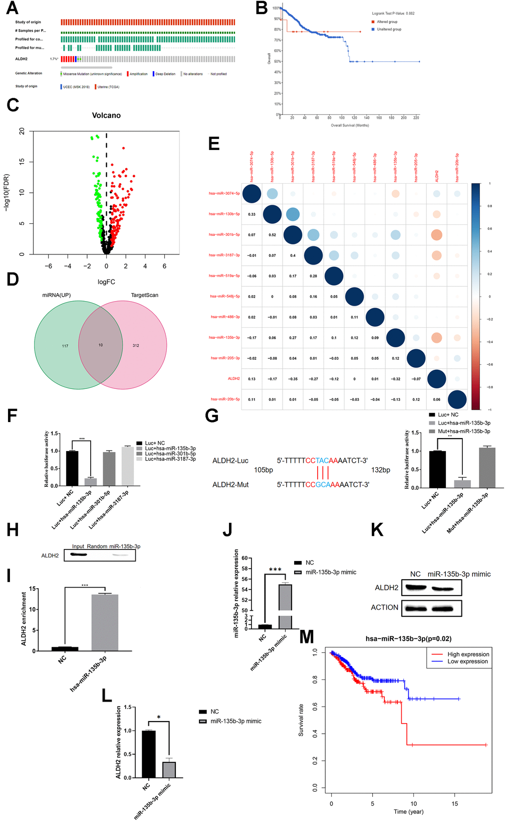 Hsa-miR-135b-3p binds to the 3′UTR of ALDH2. (A) Gene mutation distribution of UCEC patients detected in TCGA. (B) KM survival curve of the mutant group and non-mutation group. (C) The volcano plot of miRNAs in UCEC patients with TCGA: Red dots and green dots indicate differentially expressed miRNAs based on the fold change P D) Venn diagram of up-regulated miRNA and predicted binding miRNA. (E) Correlation analysis between the expression of predicted bound miRNA and the expression of ALDH2. (F) Relative Luciferase activity was measured with a dual-luciferase reporter assay. (G) Dual-luciferase assay of the mutation group. (H) RNA pull-down analysis with ALDH2 antibody. (I) RIP assay was further verified for a direct association between hsa-miR-135-3p and ALDH2. (J) Overexpression efficiency of hsa-miR-135-3p mimic. (K) WB analysis the expression of ALDH2 with overexpression of hsa-miR-135-3p. (L) Relative expression of ALDH2 with overexpression of hsa-miR-135-3p by using Image J software. (M) Kaplan-Meier survival curve for patients with UCEC (According to the median value of aldh2 expression, it is divided into two groups of high and low expression). *P **P ***P 