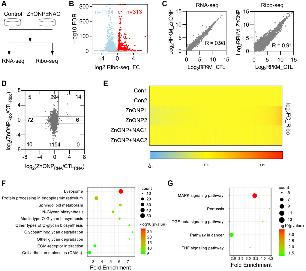 ZnO NPs affect gene expression at the translational level. (A) Schematic of the experimental design. Cells were treated with 5 μg/mL of ZnO NPs. (B) Volcano plots of genes with differential ribosome occupancy in control and ZnO NP-treated cells. (C) Correlation of RNA-seq data and Ribo-seq data between control and ZnO NPs-treated group. (D) Scatterplot of mRNA expression and ribosome profiling data from control and ZnO NPs-treated cells. The number of up-regulated and down-regulated genes at mRNA level and translational level was indicated. (E) Heat map diagram of differentially expressed genes. (F) KEGG pathway of translationally down-regulated genes. (G) KEGG pathway of translationally up-regulated genes.