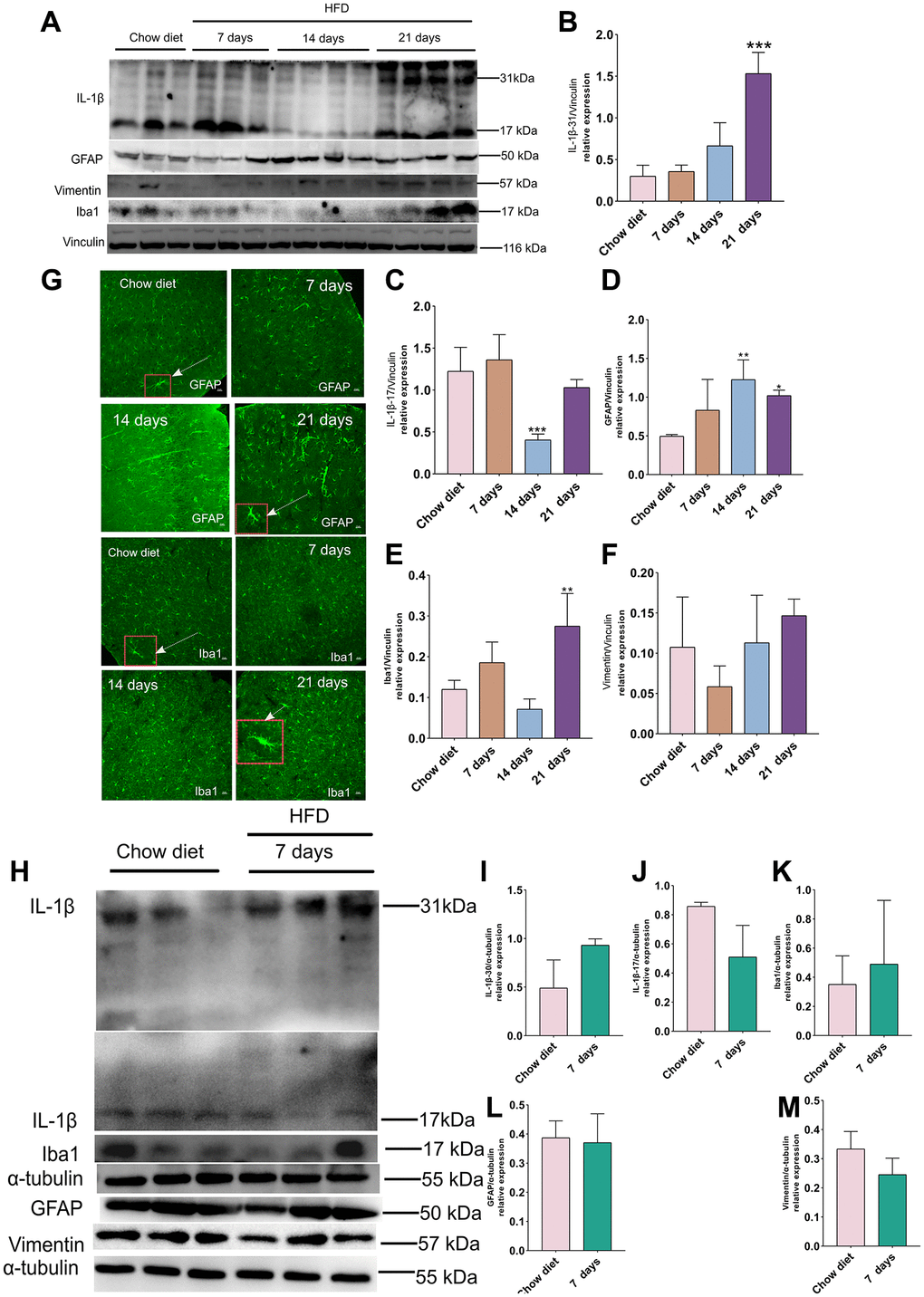 Effect of HFD on activation of astrocytes and microglia in the mice cortex and cerebellum. (A) Western blots and (B–F) densitometric analysis for IL-1β 31 kDa (B), IL-1β 17 kDa (C), GFAP (D), Iba-1 (E), vimentin (F) after HFD in mice cerebral cortex at day 7, day 14 and day 21 (n = 3 to 4 per group). (G) Immunohistochemistry of GFAP+ astrocytes and Iba-1+ microglia in cerebral cortex tissue sections. High magnification images of astrocytes and microglia in a larger box outlined by red color indicated by arrows. Magnification, ×40. Scale bars, 10 μm. (H) Western blot analysis of cerebellum tissues of mice with HFD and chow diet controls (n = 3 per group). (I–M) Quantification of IL-1β 31 kDa (I), IL-1β 17 kDa (J), Iba-1 (K), GFAP (L) and vimentin (M).Vinculin and β-actin as a loading control. Values are presented as means ± SD. *P **P t test for cerebellum.