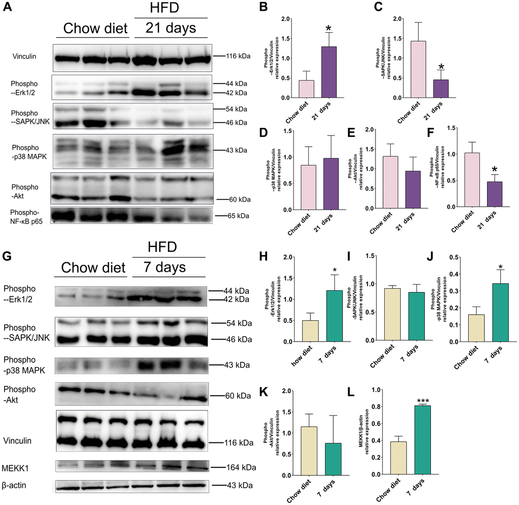 Effect of HFD on signaling pathways in the mice cortex at 21 days and cerebellum at 7 days. (A) Western blots and (B–F) Quantitation for phospho-p44/42 MAPK (Erk1/2) (B), phospho-SAPK/JNK (C), phospho-p38 MAPK(D), phospho-Akt (E), phospho-NF-κB p65 (F) in the cortex of mice after 21 days HFD (n = 3 per group). (G) Western blots and (H–L) Quantitation for phospho-p44/42 MAPK (Erk1/2) (H), phospho-SAPK/JNK (I), phospho-p38 MAPK (J), phospho-Akt (K), MEKK1 (L) in the cerebellum of mice after 7 days HFD (n = 3 per group). Vinculin and β-actin as a loading control. Values are presented as means ± SD. *P **P t test.