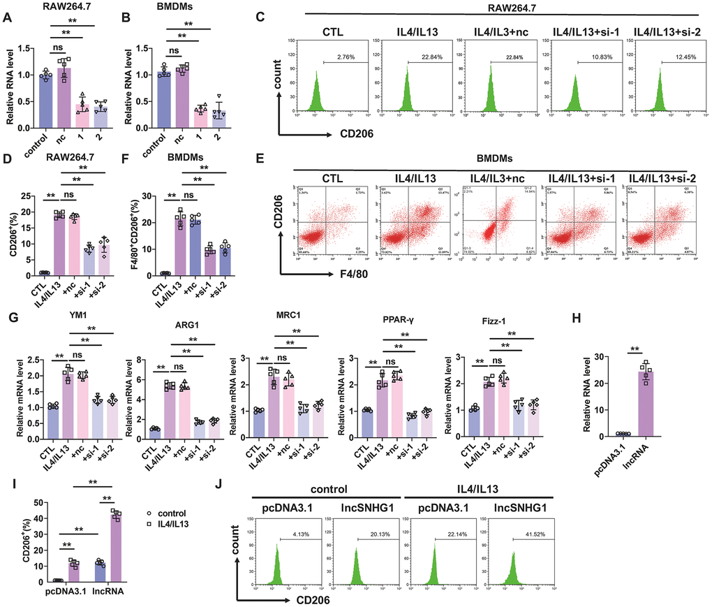 Silencing of lncRNA-SNHG1 inhibited M2 macrophage polarization. (A, B) Two siRNAs of lncRNA-SNHG1 were construct and knockdown efficiency was confirmed in RAW264.7 cells and BMDMs using qRT-PCR analysis. Two-tailed t-test was used for the statistical analysis. n=5 independent cell cultures. The bar indicates the SD values. **PC, D) Flow-cytometric analysis was performed to analyze the percentage of CD206+ cells. RAW264.7 cells were transfected with two siRNAs of lncRNA-SNHG1 and negative control siRNA for 48h and treated with IL4/IL13 or LPS/INFγ for 72h. one-way ANOVA was used for the statistical analysis. n=5 independent cell cultures. The bar indicates the SD values. **PE, F) Flow-cytometric analysis was performed to analyze the percentage of F4/80+CD206+ cells. BMDMs were transfected with two siRNAs of lncRNA-SNHG1 or negative control siRNA for 48h and treated with IL4/IL13 or LPS/INFγ for 72h. one-way ANOVA was used for the statistical analysis. n=5 independent cell cultures. The bar indicates the SD values. **PG) mRNA of M2 polarization marker genes in RAW264.7 cells was quantified by qRT-PCR analysis. one-way ANOVA was used for the statistical analysis. n=5 independent cell cultures. The bar indicates the SD values. **PH) Overexpression of lncRNA-SNHG1 was identified via performing qRT-PCR analysis. pcDNA3.1 empty vector acted as a negative control. one-way ANOVA was used for the statistical analysis. n=5 independent cell cultures. The bar indicates the SD values. **PI, J) Flow-cytometric analysis was performed to analyze the percentage of CD206+ cells. RAW264.7 cells were transfected with expression plasmid of lncRNA-SNHG1 or pcDNA3.1 and treated with IL4/IL13 or LPS/INFγ for 72h. one-way ANOVA was used for the statistical analysis. n=5 independent cell cultures. The bar indicates the SD values. **P