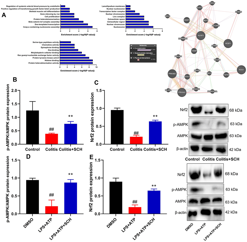 Systematic understanding of Schisandrin B induced AMPK/Nrf2 signaling pathway in vivo and vitro model of colitis. (A) Network of potential Schisandrin B targets; (B, C) p-AMPK and Nrf2 protein expression in mouse colon tissue; (D, E) p-AMPK and Nrf2 protein expression in intestinal epithelial cells induced by LPS + ATP. ##P