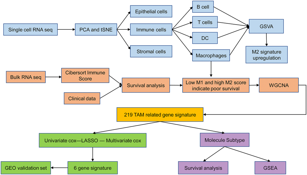 Schematic illustration of the study design.