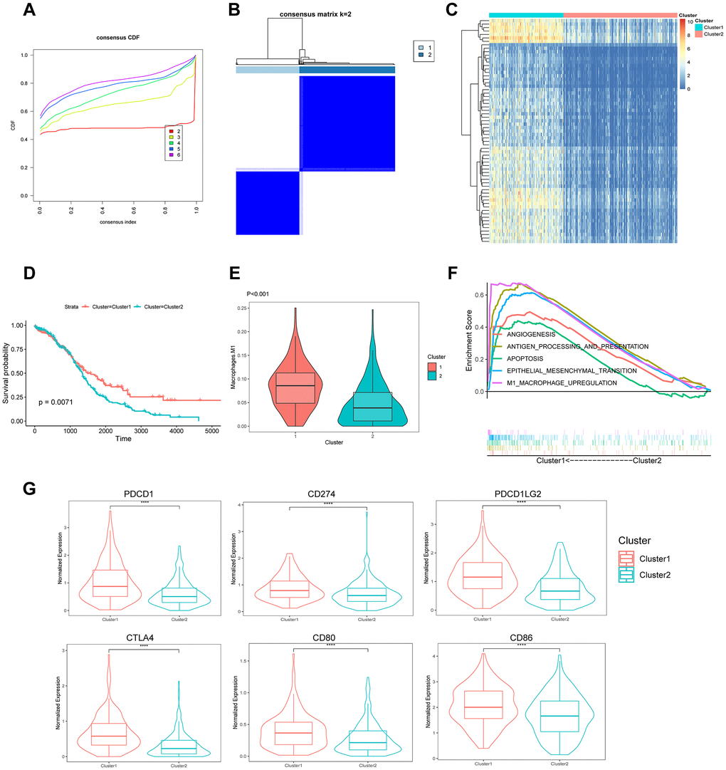 Identification of the molecular subtypes based on 219 TAMRG signatures. (A) CDF plot of the consensus score (k = 2–6). (B) Consensus clustering matrix for k = 2. (C) Heatmap showing differentially expressed genes between the two groups. (D) Kaplan–Meier analysis of overall survival for clusters 1 and 2. (E) The TAM abundance of two groups is shown in violin plots. (F) Upregulated pathways in GSEA. (G) The expression of six immune checkpoints between the two molecular subtypes.